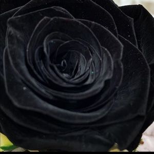 Meet your Posher, Ebony